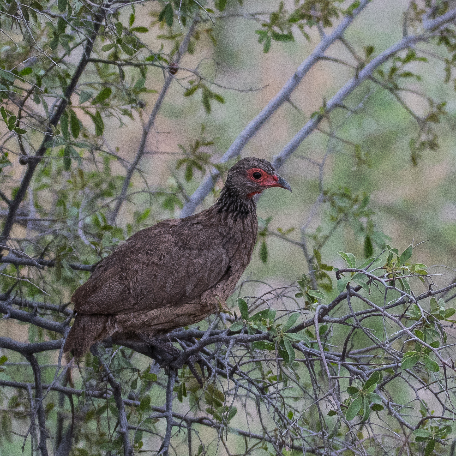 Francolin de Swainson (Swainson's spurfowl, Pternistis swainsonii), adulte perché sur un buisson, Shinde, Delta de l'Okavango, Botswana.